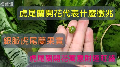 虎尾蘭開花|[植藝佳]銀脈虎尾蘭 開花 結果 虎尾蘭開花代表什麼寓。